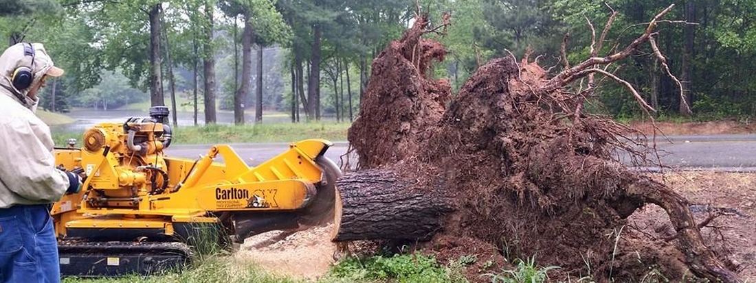 stump grinding example in Greenville