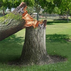 Tree Removal In Greenville, SC