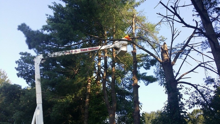 tree remocal in progress Greenville SC