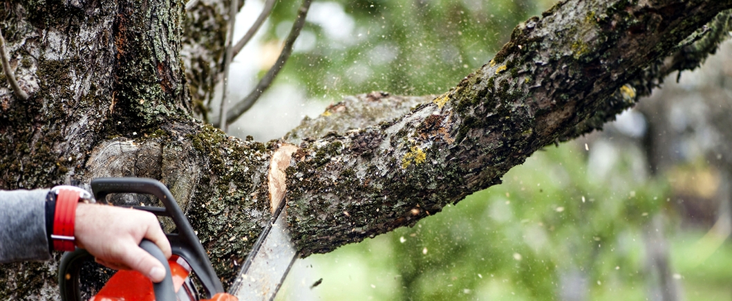 tree service and tree removal pros in Simpsonville SC