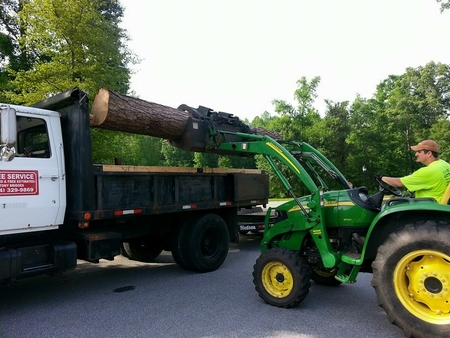 Tony Bridges Tree Service | Greenville Tree Service Experts