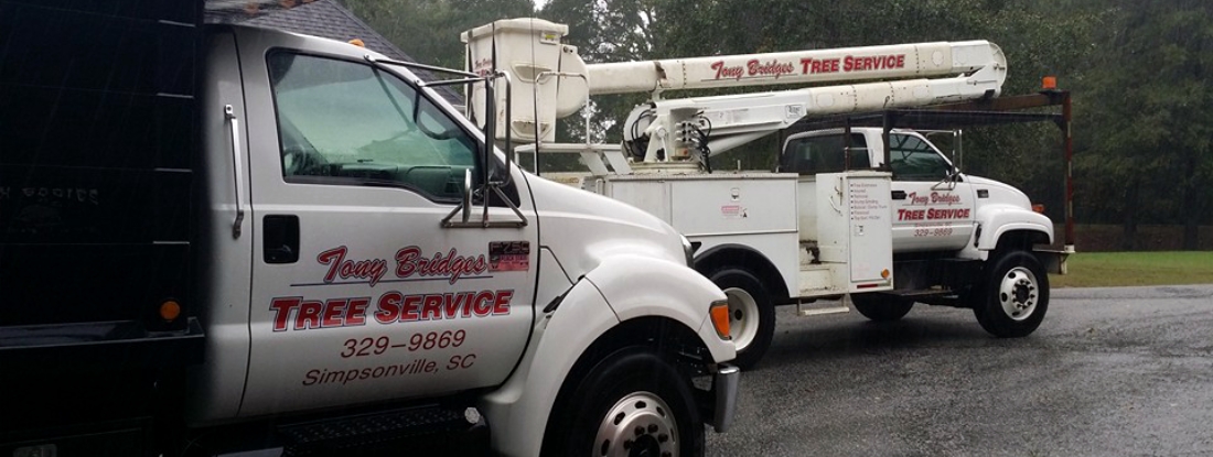 tree service and tree removal pros in Greenville SC