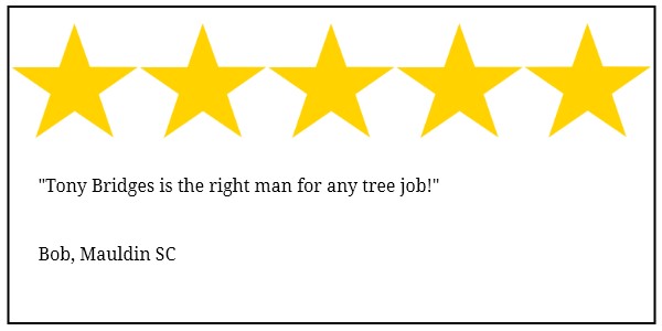 Mauldin tree service 5 star review